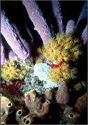Bonaire 10